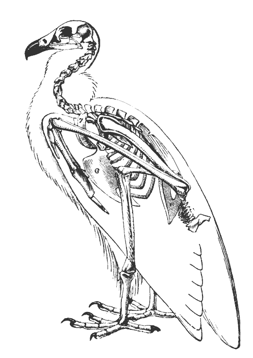 Webb's Blog: Studying human and vulture structure